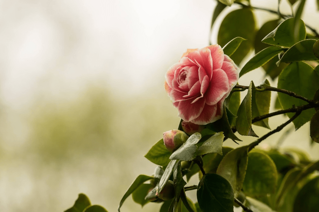 12 Frugal Ideas to Make Your Everyday More Lovely and&nbsp;Luxurious￼￼